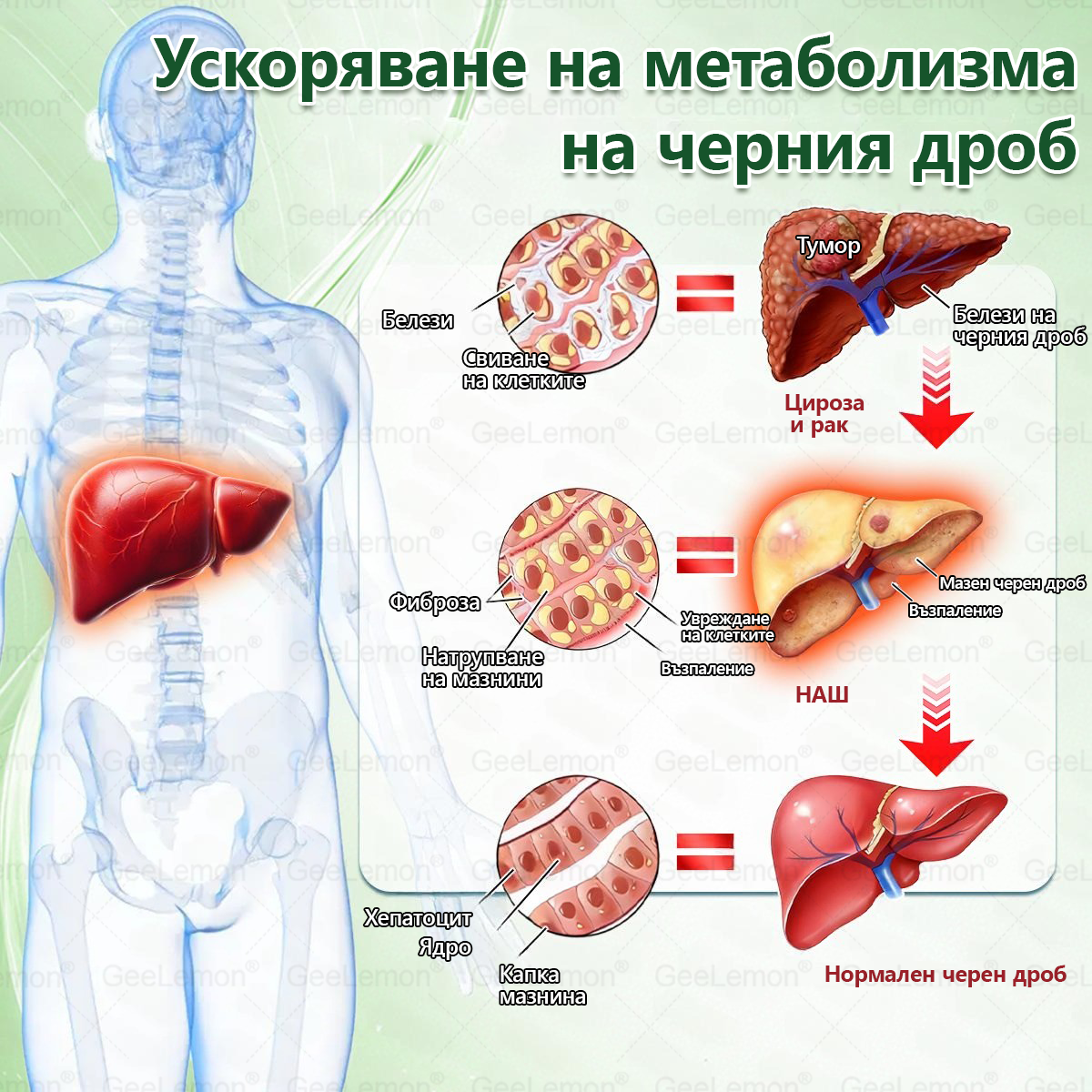 🎄🎄Официален магазин на Apteka Mareshki🎁👩‍⚕️ 𝐆𝐞𝑒𝑙𝑒𝐦𝐨𝐧® Glum𝐚𝐬𝐞tide 8 в 1 – Нано микроиглен пластир за отслабване|Само 1× дневно ✅ Видими промени за 7 дни – при затлъстяване, сърдечно-съдово здраве, диабет и ставни проблеми